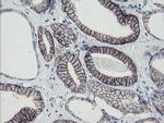 MRPS27 Antibody in Immunohistochemistry (Paraffin) (IHC (P))