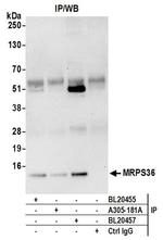 MRPS36 Antibody in Immunoprecipitation (IP)
