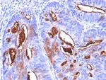 CA19-9/Sialyl Lewisa (GI Tumor Marker) Antibody in Immunohistochemistry (Paraffin) (IHC (P))