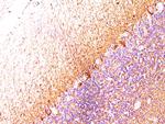 Neurofilament (H+L) (Neuronal Marker) Antibody in Immunohistochemistry (Paraffin) (IHC (P))