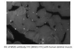 MSX1 Antibody in Immunohistochemistry (IHC)