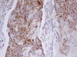 MTIF3 Antibody in Immunohistochemistry (Paraffin) (IHC (P))