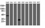 MTIF3 Antibody in Western Blot (WB)