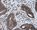 MTRF1L Antibody in Immunohistochemistry (Paraffin) (IHC (P))