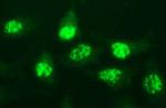 MYC Antibody in Immunocytochemistry (ICC/IF)