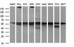 MYC Antibody in Western Blot (WB)