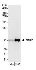 Menin Antibody in Western Blot (WB)