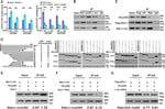 Metadherin Antibody in Western Blot (WB)