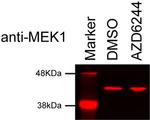 Mouse IgG (H+L) Highly Cross-Adsorbed Secondary Antibody in Western Blot (WB)