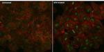 Mouse IgG (H+L) Cross-Adsorbed Secondary Antibody in Immunocytochemistry (ICC/IF)