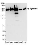 Myosin-9 Antibody in Western Blot (WB)