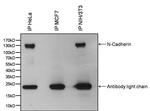 N-cadherin Antibody in Immunoprecipitation (IP)