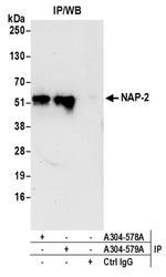 NAP-2 Antibody in Western Blot (WB)