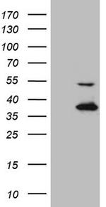 NAPSA Antibody in Western Blot (WB)