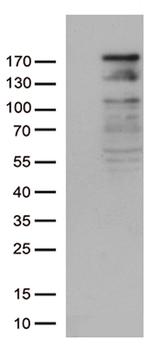 NEDD4 Antibody in Western Blot (WB)