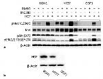 HGF Antibody in Western Blot (WB)