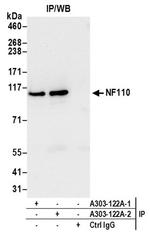 NF110 Antibody in Western Blot (WB)