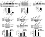 NFATC1 Antibody in Western Blot (WB)