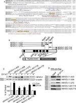 NFATC1 Antibody in Western Blot (WB)