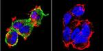 NFATC1 Antibody in Immunocytochemistry (ICC/IF)