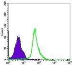 NFkB p50/p105 Antibody in Flow Cytometry (Flow)