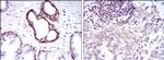 NFkB p50/p105 Antibody in Immunohistochemistry (Paraffin) (IHC (P))