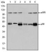 NFkB p50/p105 Antibody in Western Blot (WB)