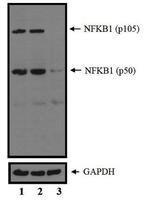 NFkB p50/p105 Antibody in Western Blot (WB)