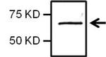 NFkB p65 Antibody in Western Blot (WB)