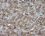 NIT2 Antibody in Immunohistochemistry (Paraffin) (IHC (P))