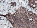 NPTN Antibody in Immunohistochemistry (Paraffin) (IHC (P))