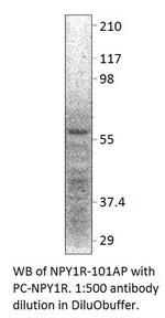 NPY1R Antibody in Western Blot (WB)
