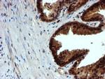 NQO2 Antibody in Immunohistochemistry (Paraffin) (IHC (P))