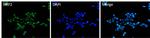 Nrf2 Antibody in Immunocytochemistry (ICC/IF)