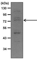 Nrf2 Antibody in Western Blot (WB)