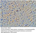 NSG2 Antibody in Immunohistochemistry (IHC)