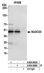 NUDCD3 Antibody in Immunoprecipitation (IP)