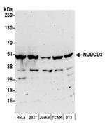 NUDCD3 Antibody in Western Blot (WB)