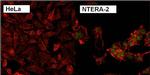 Nanog Antibody in Immunocytochemistry (ICC/IF)