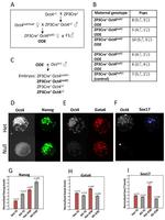 Nanog Antibody in Immunohistochemistry (IHC)