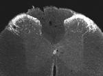 Nociceptin Antibody in Immunocytochemistry (ICC/IF)