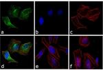 Rabbit IgG (H+L) Highly Cross-Adsorbed Secondary Antibody in Immunocytochemistry (ICC/IF)