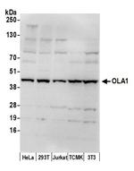 OLA1 Antibody in Western Blot (WB)