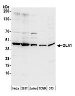 OLA1 Antibody in Western Blot (WB)