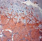 SLC1A2 Antibody in Immunohistochemistry (Paraffin) (IHC (P))