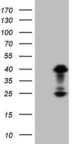 OTX2 Antibody in Western Blot (WB)