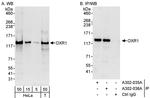 OXR1 Antibody in Western Blot (WB)