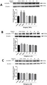 Occludin Antibody in Western Blot (WB)