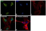 IL-6 Antibody in Immunocytochemistry (ICC/IF)