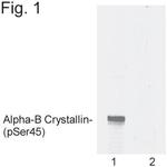 Phospho-CRYAB (Ser45) Antibody in Western Blot (WB)